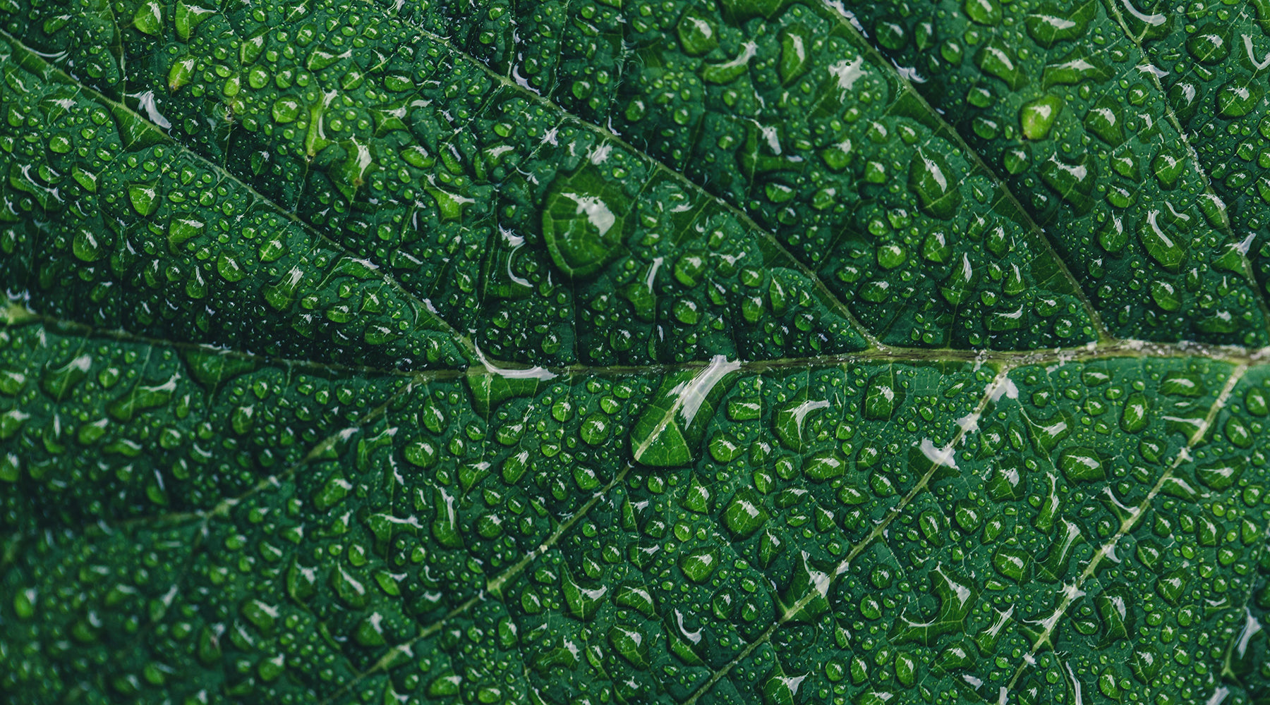 Water droplets on green leaf close up | Nikki Darling Australia