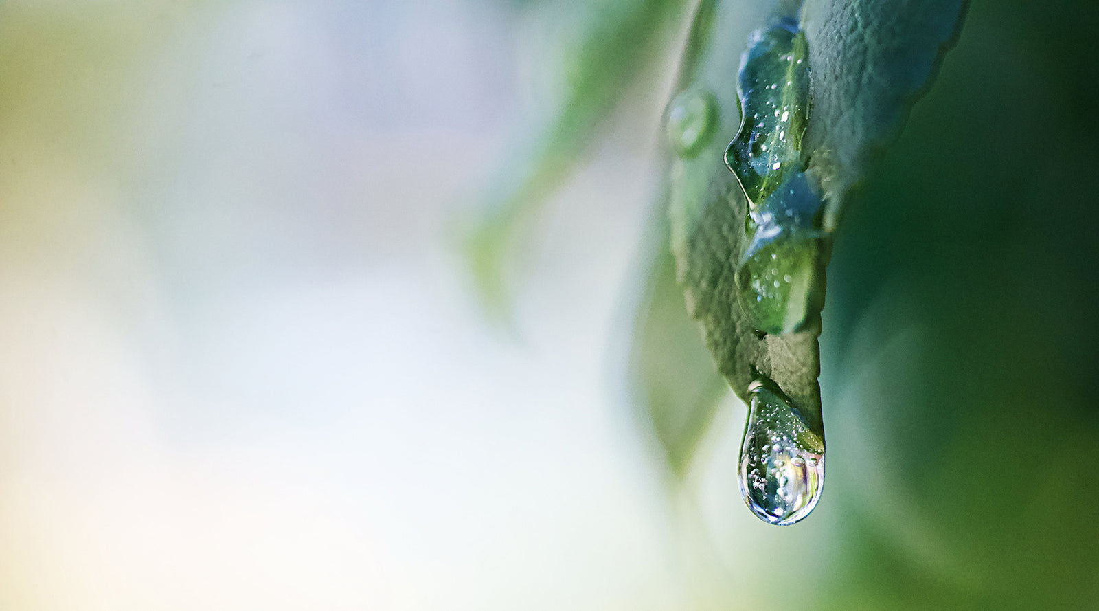 Moisture droplet on green leaf | Nikki Darling Australia